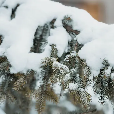 Homely - Naehe Terminal * جريندلوالد