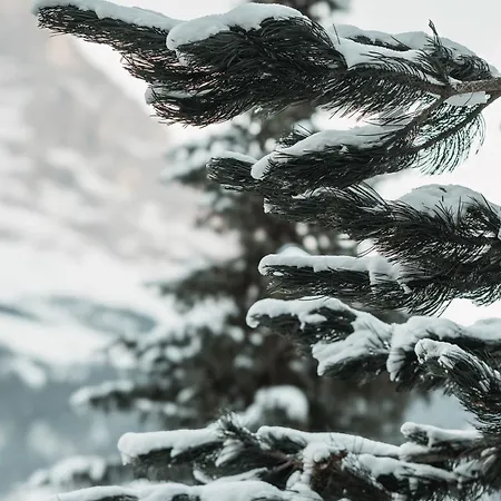 Homely - Naehe Terminal 그린델발트